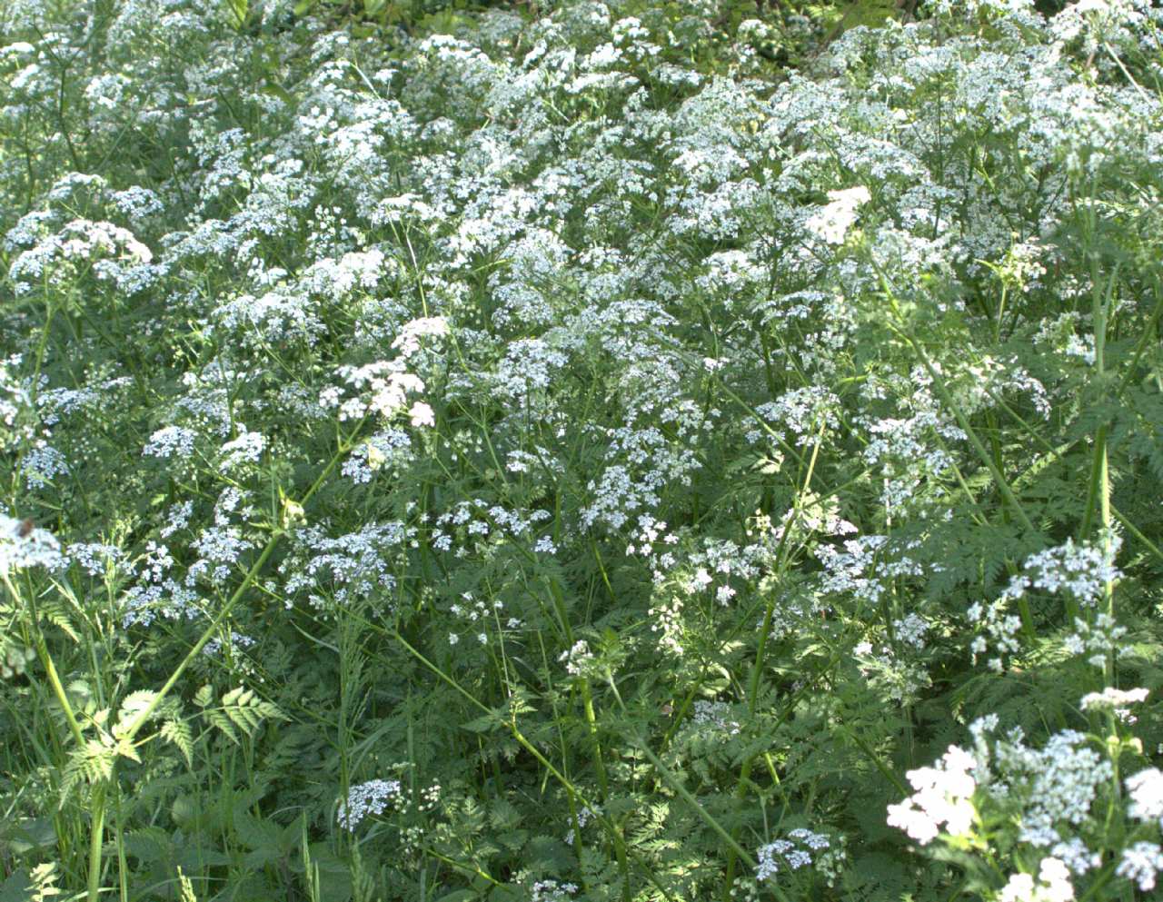 Achillea millefolium ? no, Apiacea
